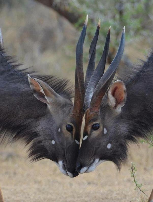 Weltevreden Game Lodge Bloemfontein Luaran gambar
