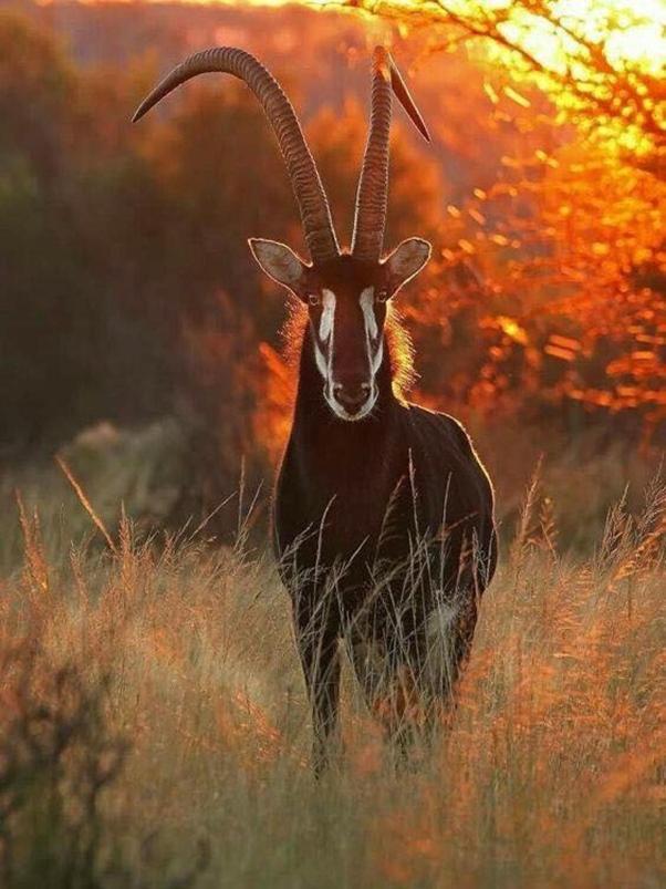 Weltevreden Game Lodge Bloemfontein Luaran gambar