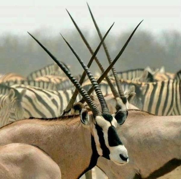 Weltevreden Game Lodge Bloemfontein Luaran gambar