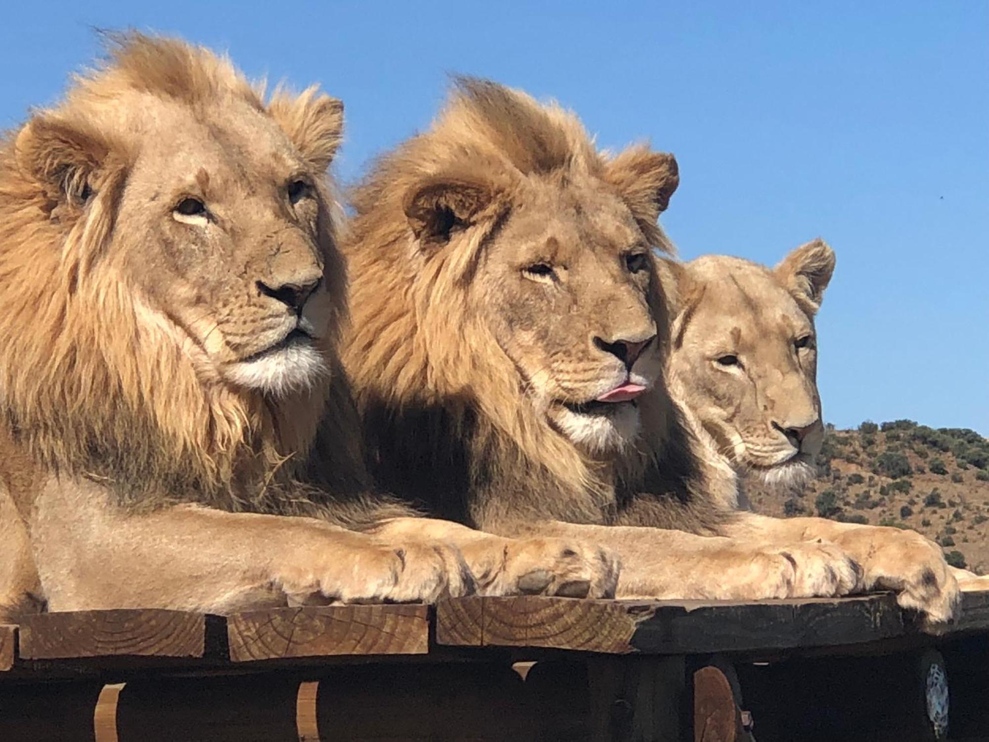 Weltevreden Game Lodge Bloemfontein Luaran gambar