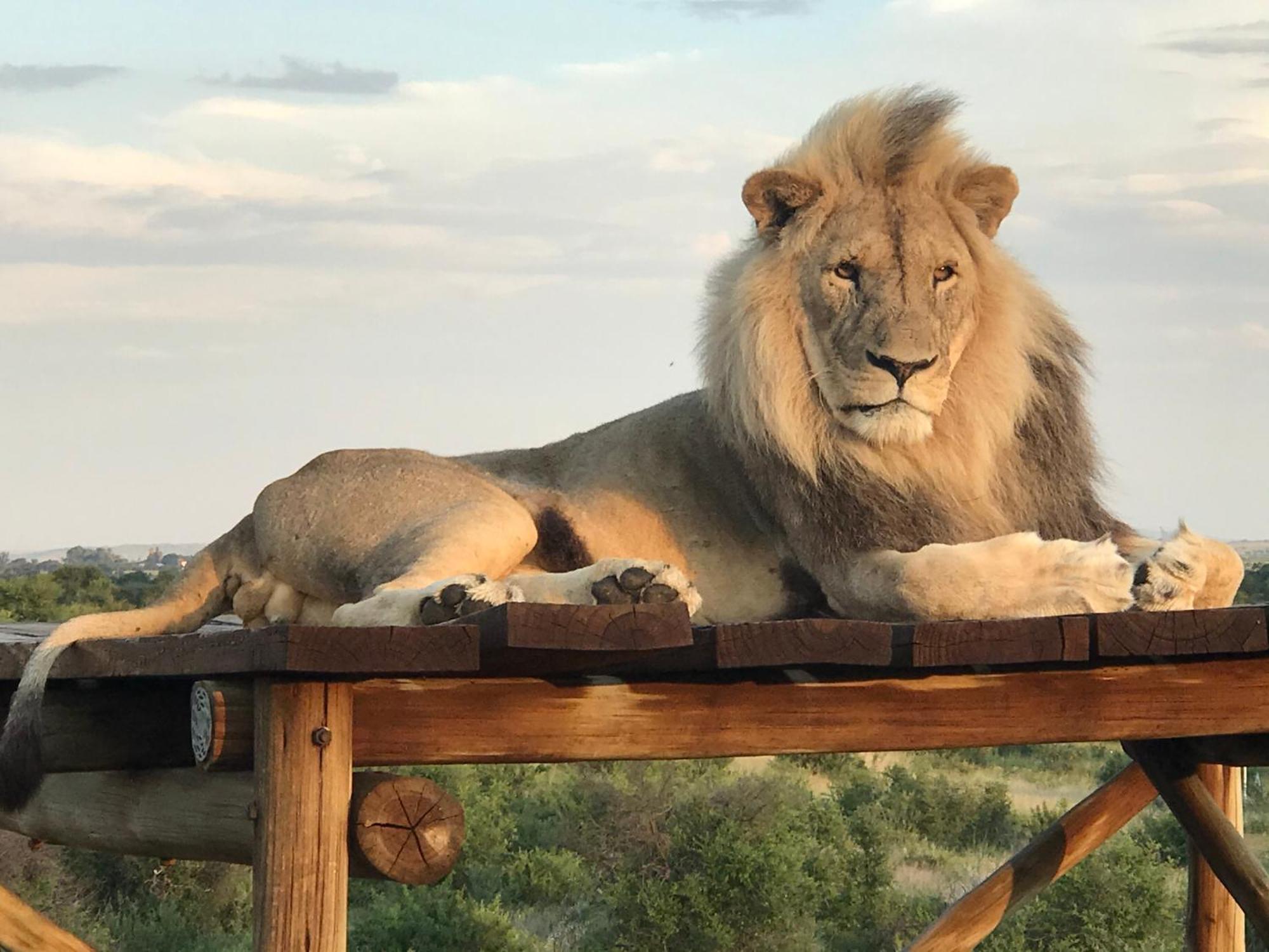 Weltevreden Game Lodge Bloemfontein Luaran gambar