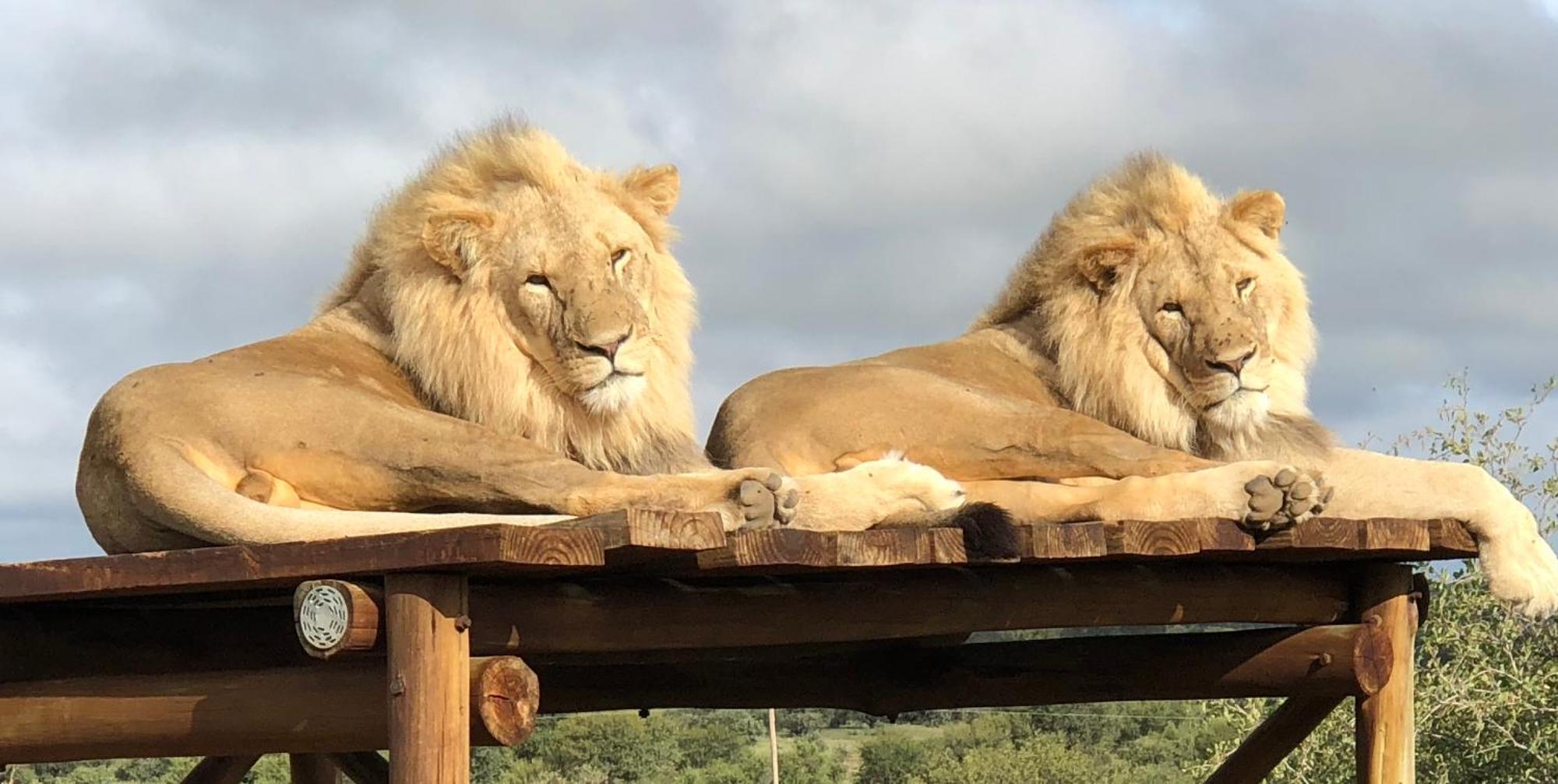 Weltevreden Game Lodge Bloemfontein Luaran gambar